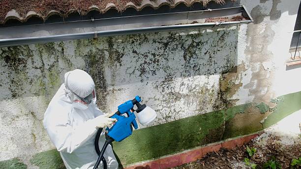 Trusted Mold Remediation service in Long Lake, IL - Cheap Mold Removal